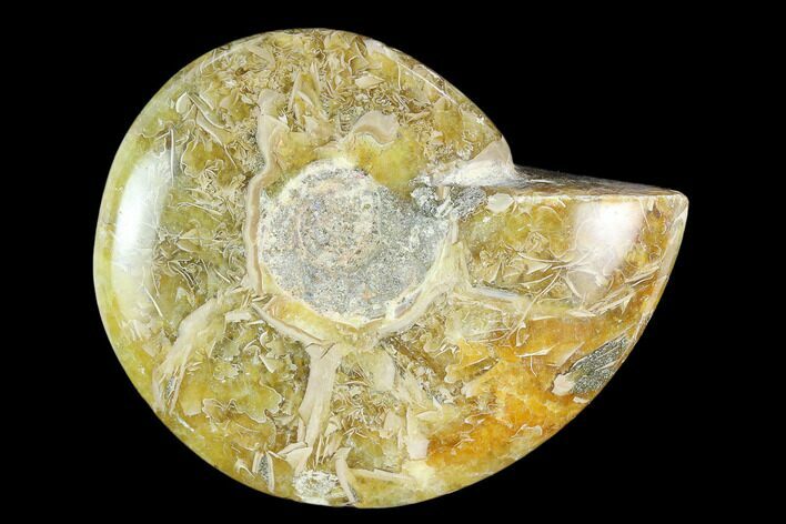 Polished, Agatized Ammonite (Cleoniceras) - Madagascar #119053
